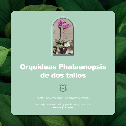 Imagen de Bonos verdes -Orquidea Phalaenopsis 2 Tallos
