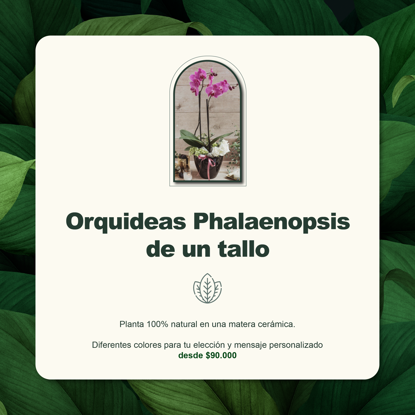 Imagen de Bonos verdes -Orquidea Phalaenopsis 1 Tallo